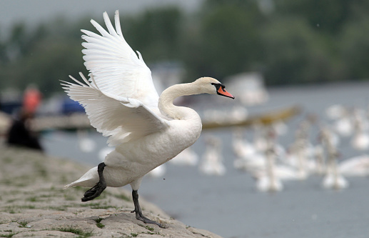 Mute Swan (Cygnus olor) running on river bank near River Danube in Zemun, Belgrade,Serbia.