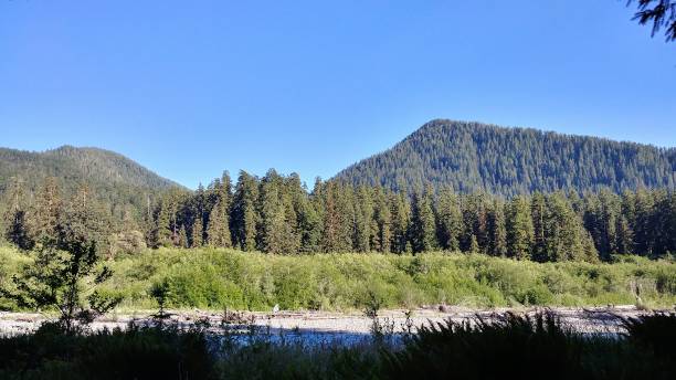 istock Hoh River, Hoh Rainforest, Olympic National Park, Washington 815844420