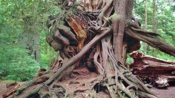 istock Old Cedar Tree Trunk, Roots, Olympic National Park, Washington 815844794