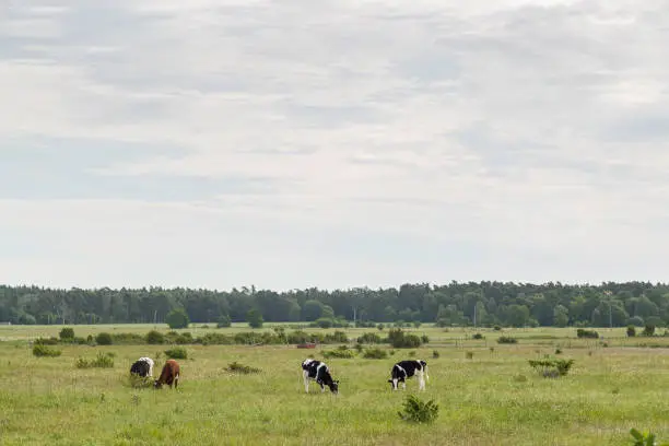 Cows Feeding in Green Farmfield with a cloudy sky.