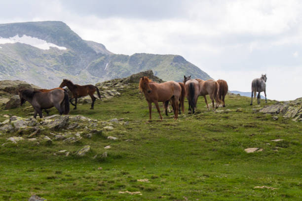 istock Wild Horses - Bulgaria 815856292
