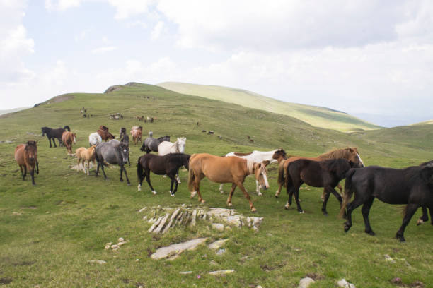 istock Wild Horses - Bulgaria 815856294