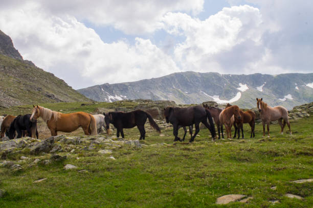 istock Wild Horses - Bulgaria 815856300