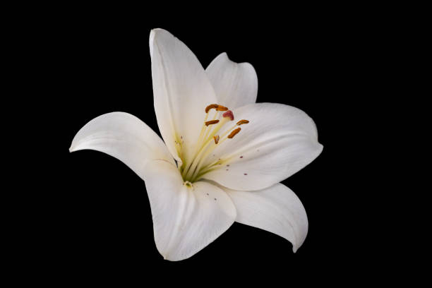 istock White lily flower on black background 815856338
