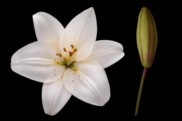 istock Pure white flower and bud of lily 815856346
