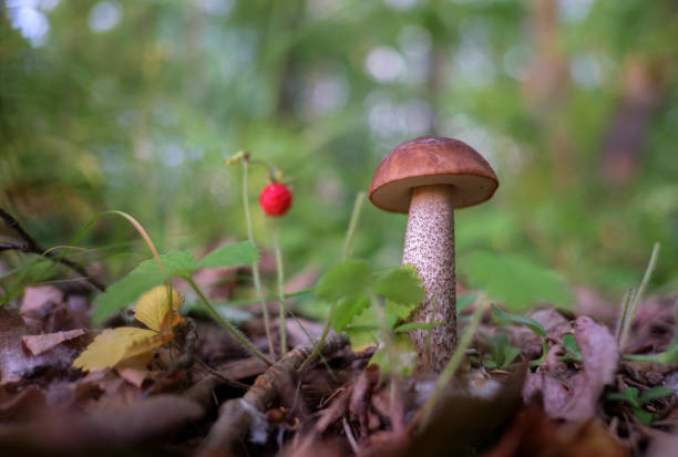 istock Wild boletus and wild strawberries in the woods 815856428