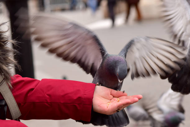 istock Pigeon Eating from a Woman's Hand 815857064