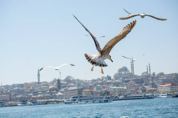 istock Seagulls in a sky with a mosque background 815857260