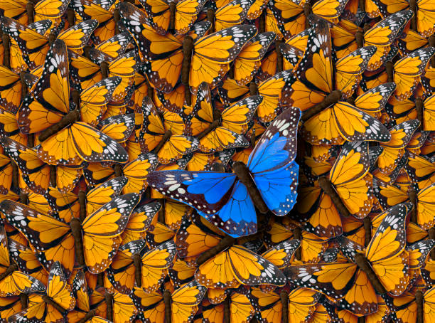 istock Background of Buterflies 815859954