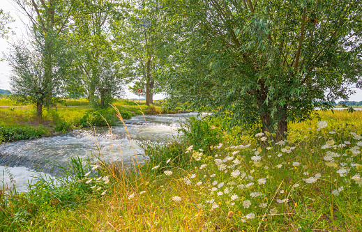 Stream flowing through a tree lined field in sunlight