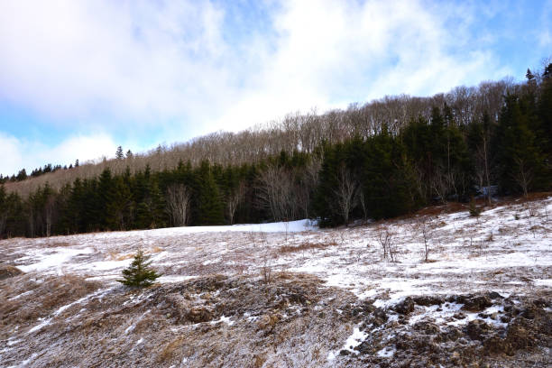 Photo of Lightly falling snow in the Wentworth Valley (Nova Scotia Canada)