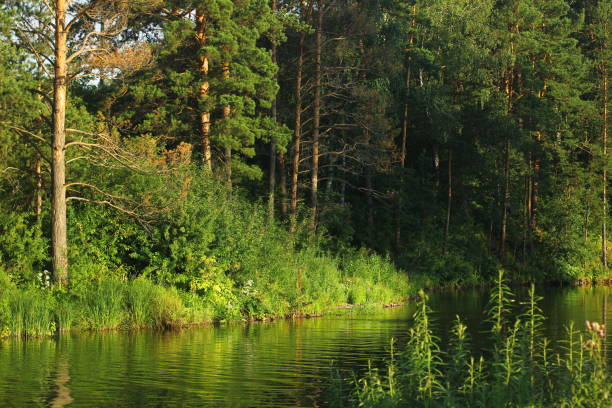 Idyllic summer landscape with crystal clear lake and forest trees reflections.