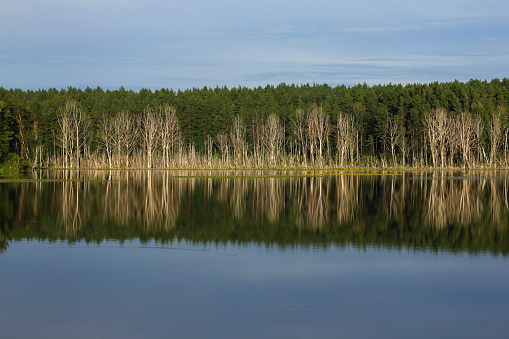 Idyllic summer landscape with crystal clear lake and forest trees reflections.