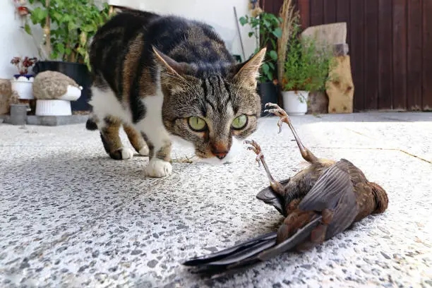 Photo of A cat has caught a bird