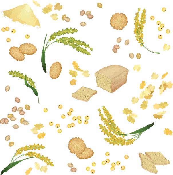 Little Millets Vector 70+ Millet Flakes Stock Illustrations, Royalty-Free Vector Graphics ...