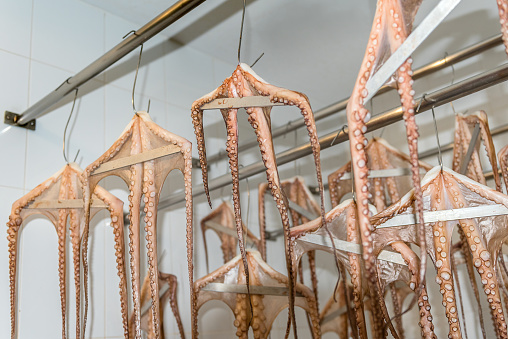 Conditionated room for drying octopus in restaurant