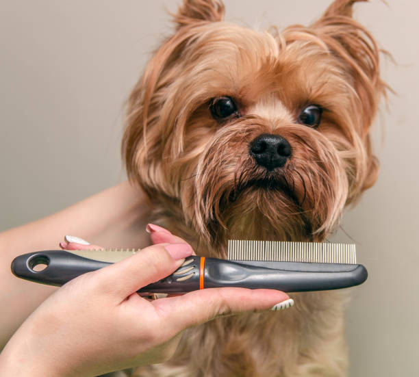 istock Dog care, close-up 815898174
