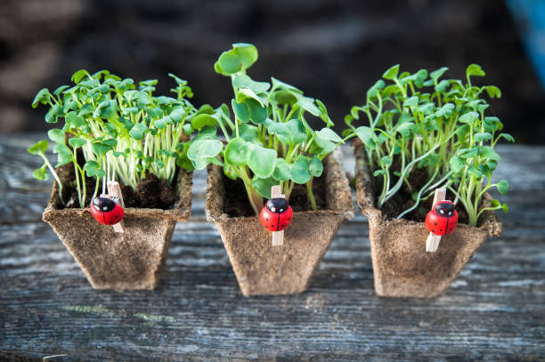 istock Spring theme, pots with seedlings on a beautiful background 815900738