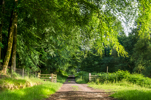 Shropshire,Rural Scene,Summer,Nature