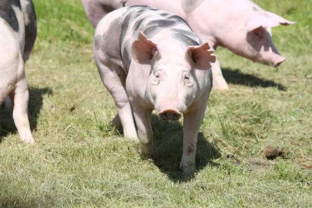 Duroc pigs grazing on the meadow Young duroc breed pig on farm field summertime duroc pig stock pictures, royalty-free photos & images