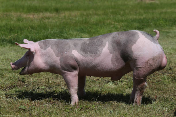 Duroc breed pig at animal farm on pasture Young duroc breed pig on natural environment duroc pig stock pictures, royalty-free photos & images