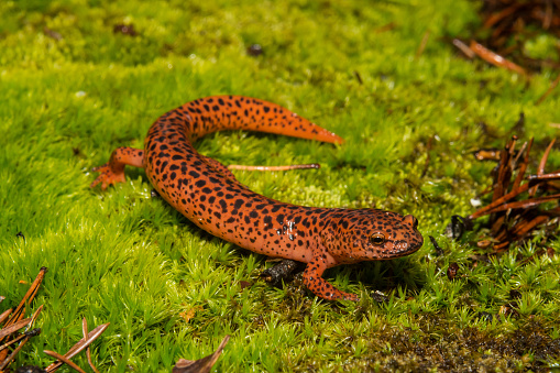 A Red Salamander walking over a bed of moss.