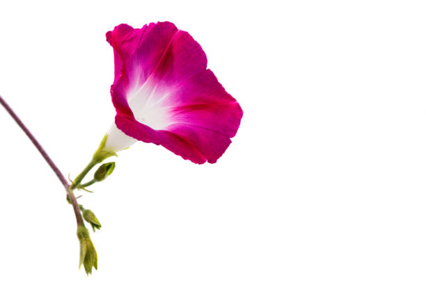 istock Ipomoea pink flowers 815904284