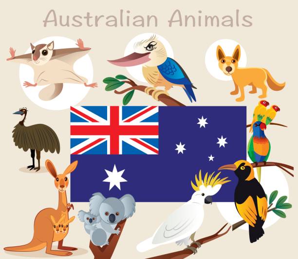 オーストラリア動物 - koala australian culture cartoon animal点のイラスト素材／クリップアート素材／マンガ素材／アイコン素材