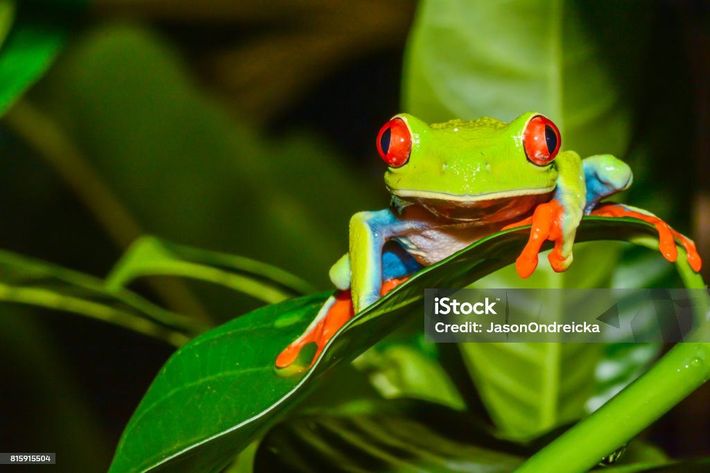 Red-eyed Tree Frog A close up of a Red-eyed Treefrog in Costa Rica Biodiversity Stock Photo
