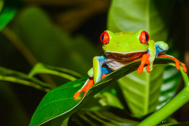 red-eyed tree frog - tropical rainforest rainforest costa rica tree area imagens e fotografias de stock