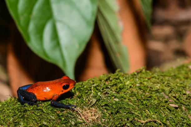 istock Strawberry Poison Dart Frog 815920462