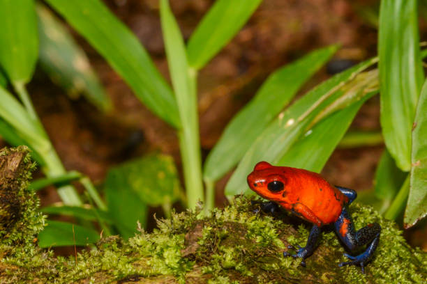 istock Strawberry Poison Dart Frog 815920480