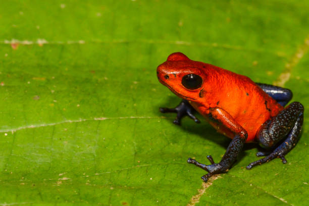 istock Strawberry Poison Dart Frog 815920928