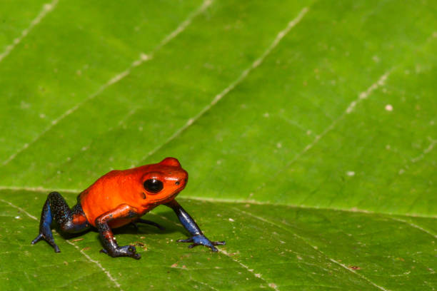istock Strawberry Poison Dart Frog 815920950
