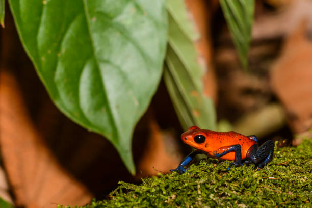 istock Strawberry Poison Dart Frog 815922582