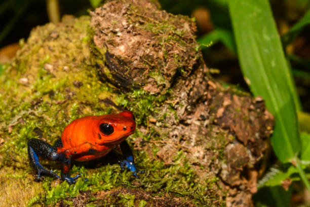 istock Strawberry Poison Dart Frog 815922588