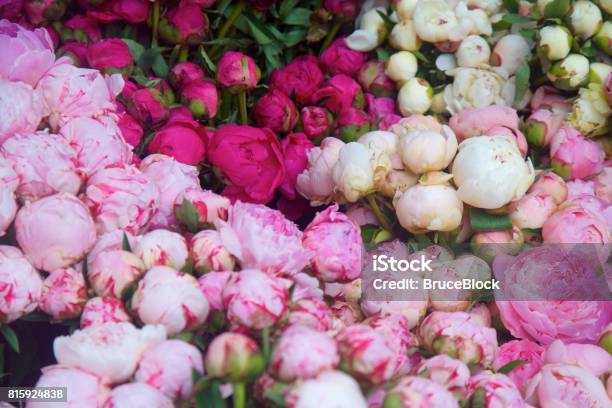 Photo libre de droit de Pivoines Colorées banque d'images et plus d'images libres de droit de Pivoine - Pivoine, Blanc, Rose