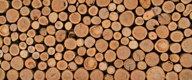 istock Background of tree stumps, natural wood background 815931614