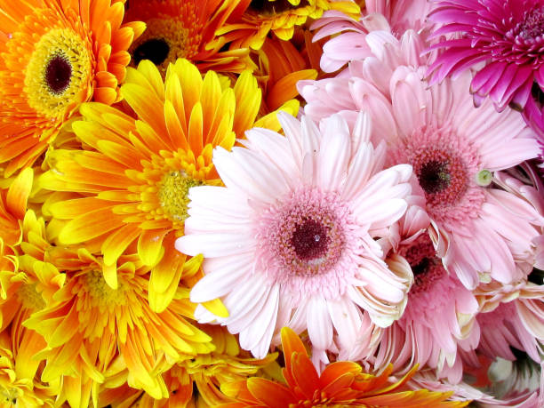 istock Tel Aviv orange and pink asters 2012 815931696