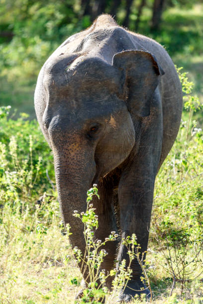 istock Indian elephant in Sri Lanka 815934838