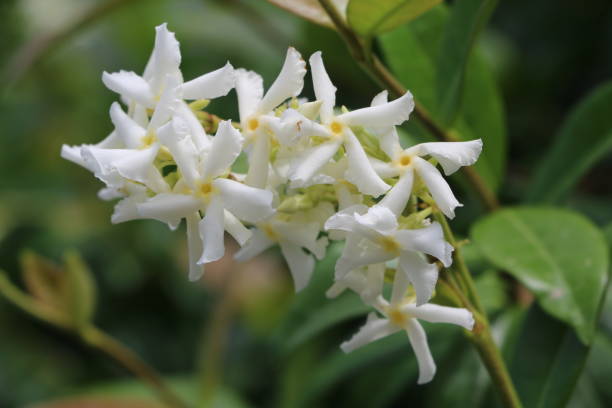 istock Fragrant jasmine flowers in summer in Italy 815938946