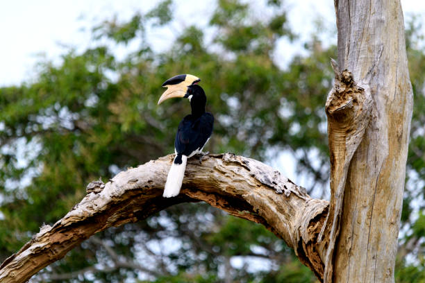 istock Toucan bird on a branch 815939432