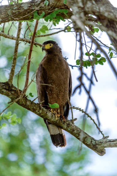istock Eagle close up in Sri Lanka 815939532