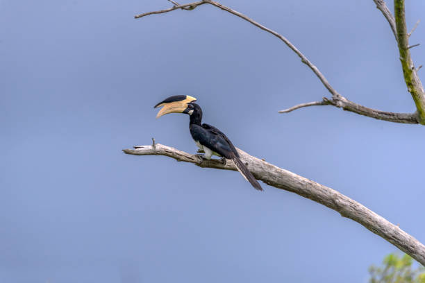istock Toucan on a branch in Sri Lanka 815939546