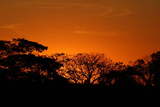 istock Sunset with silhouette of trees 815941756