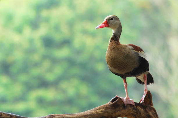 istock Wild geese on trunk in a river 815941834