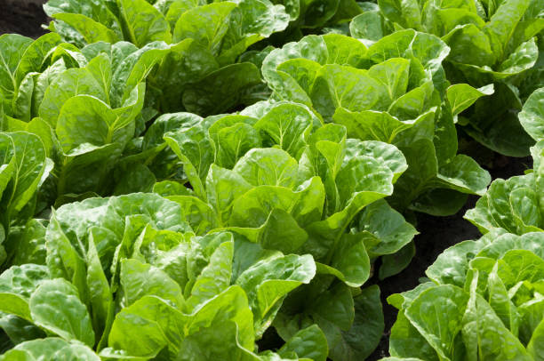 lettuce in rows in the vegetable garden Growing lettuce in rows in the vegetable garden lettuce leaf stock pictures, royalty-free photos & images