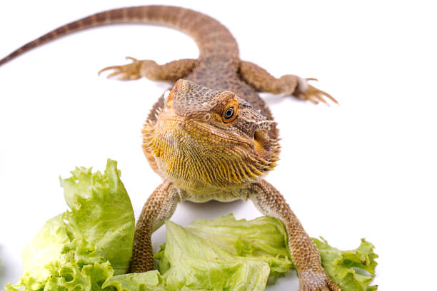 istock Bearded Dragon and green salads isolated white background 815950842