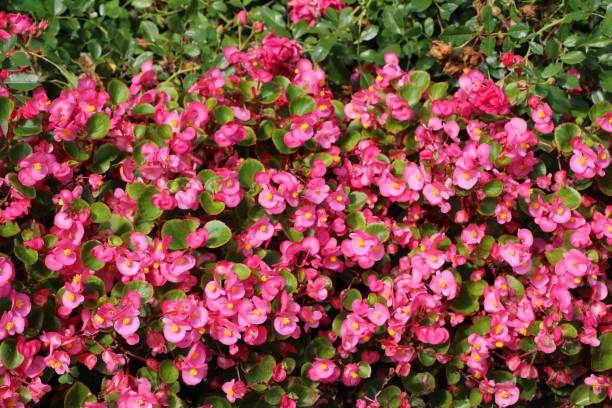 istock Pink flowers of Semperflorens Begonia 815951206