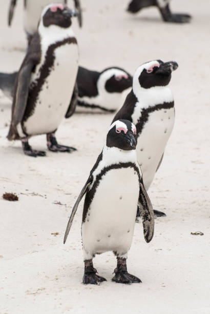 istock An African penguin on a beach in False Bay, South Africa 815960288